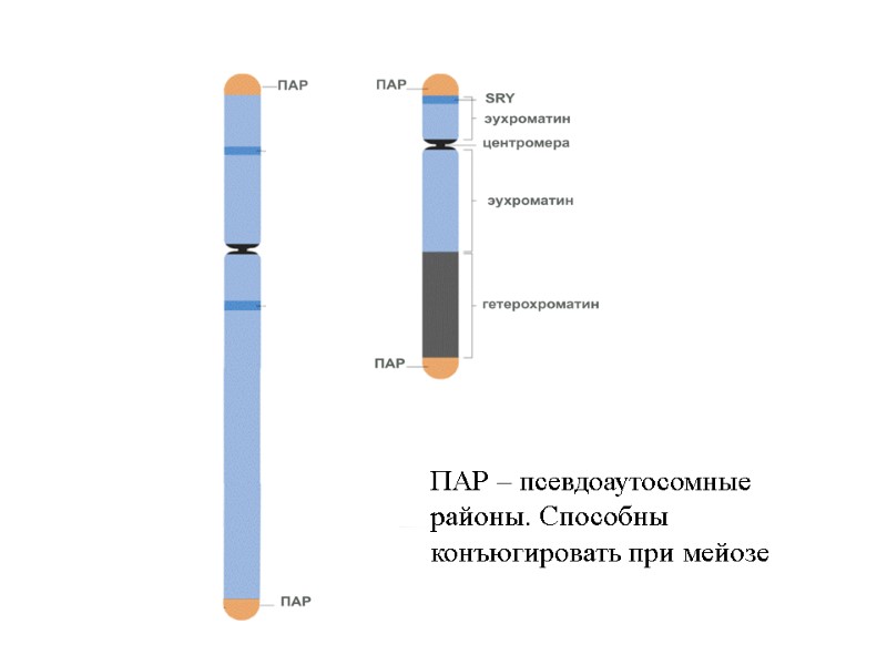 ПАР – псевдоаутосомные районы. Способны конъюгировать при мейозе ПАР – псевдоаутосомные районы. Способны конъюгировать при мейозе